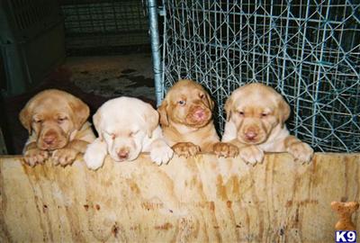Labrador Retriever Puppies in TX